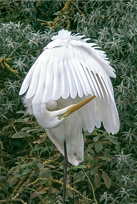 20102013-grande_aigrette_281_sur_129-M.jpg