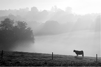 Bete_a_cornes_de_brume-M.jpg