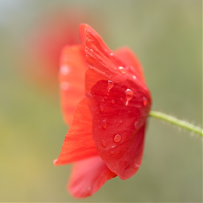 COQUELICOT-09369-M.jpg