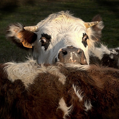 Peaux_de_vaches-M.jpg