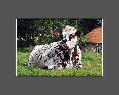 Vache_couchee-M.jpg