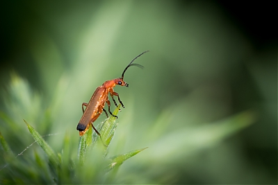 coleoptere2C_cierreux_pyroche-00227-M.jpg