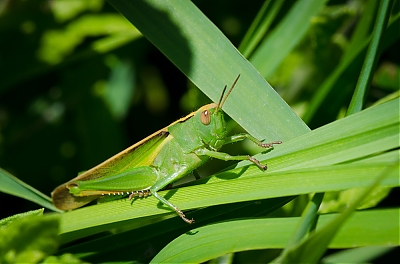 criquet_vert-M.jpg