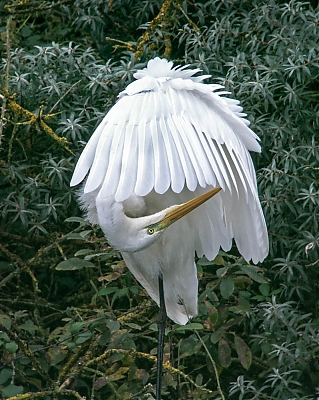 grande_aigrette_281_sur_129-M.jpg