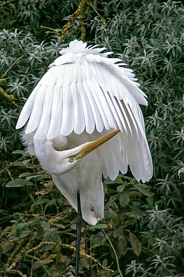 grande_aigrette_CP-M.jpg