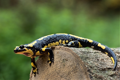 salamandre_28229-M.jpg