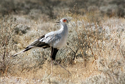 secretary_bird-M.jpg