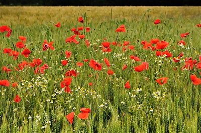 Orge_2B_coquelicots_3-2-M.jpg